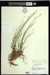 Carex texensis image