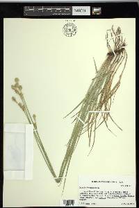 Carex tetrastachya image