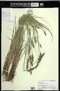 Carex triangularis image