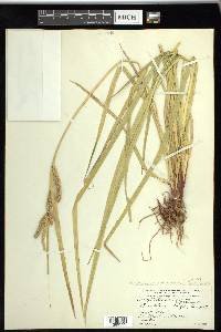 Carex thurberi image