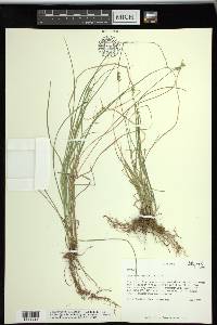 Carex texensis image