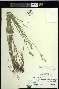 Carex tetrastachya image