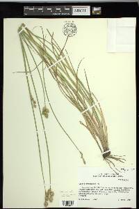 Carex tetrastachya image