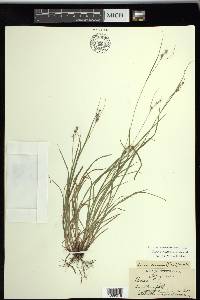 Carex swanii image