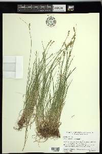 Carex texensis image