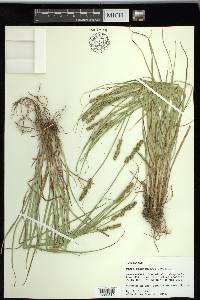 Carex triangularis image