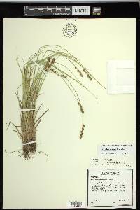 Carex triangularis image