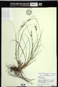 Carex tenax image