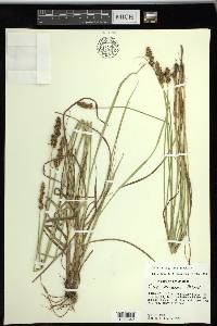 Carex triangularis image