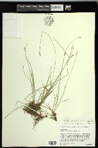 Carex texensis image