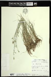 Carex texensis image