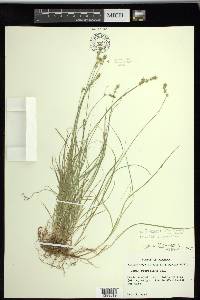 Carex texensis image