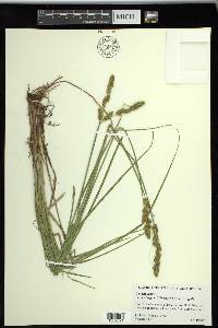 Carex triangularis image