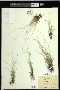 Carex texensis image