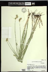 Carex tetrastachya image