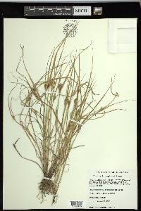 Carex sychnocephala image