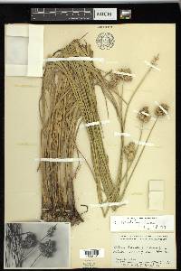 Carex tetrastachya image