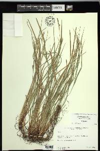 Carex thornei image