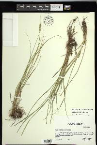 Carex triangularis image