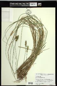 Carex triangularis image