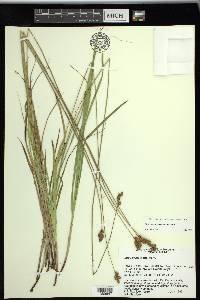 Carex tincta image