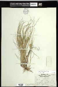 Carex sychnocephala image