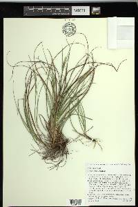 Carex tenax image