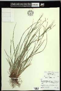 Carex thornei image