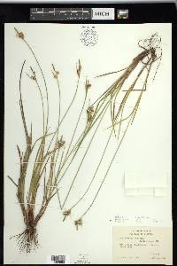 Carex torreyi image