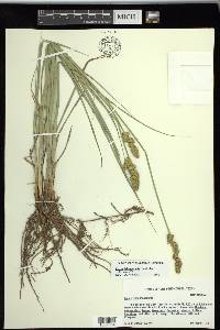 Carex triangularis image