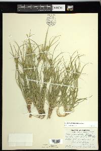 Carex sychnocephala image