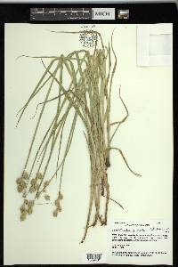 Carex tetrastachya image