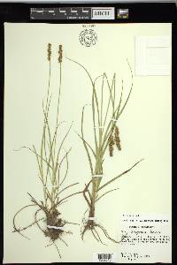 Carex triangularis image