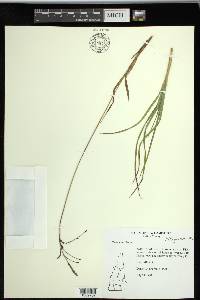 Carex torta image