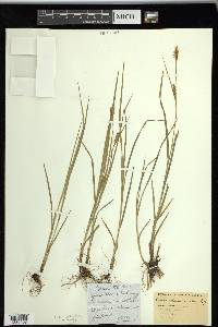 Carex tetanica image