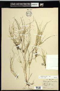 Carex sychnocephala image