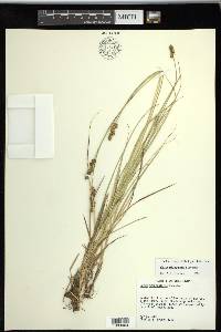 Carex triangularis image