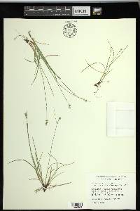 Carex texensis image