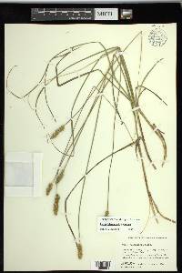 Carex triangularis image