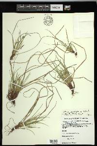 Carex tonsa var. rugosperma image