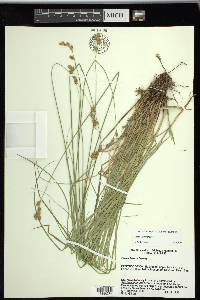 Carex tenera image