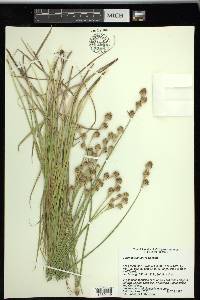 Carex tetrastachya image