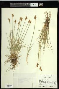 Carex tahoensis image