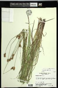 Carex tincta image