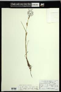 Carex tetanica image