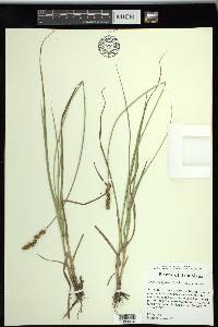 Carex triangularis image