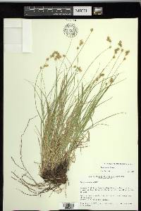 Carex tenera image