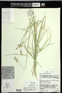 Carex tetrastachya image