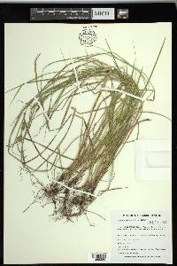 Carex tetanica image