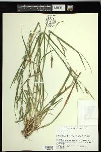 Carex sylvatica image